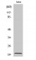COP ζ1 Polyclonal Antibody
